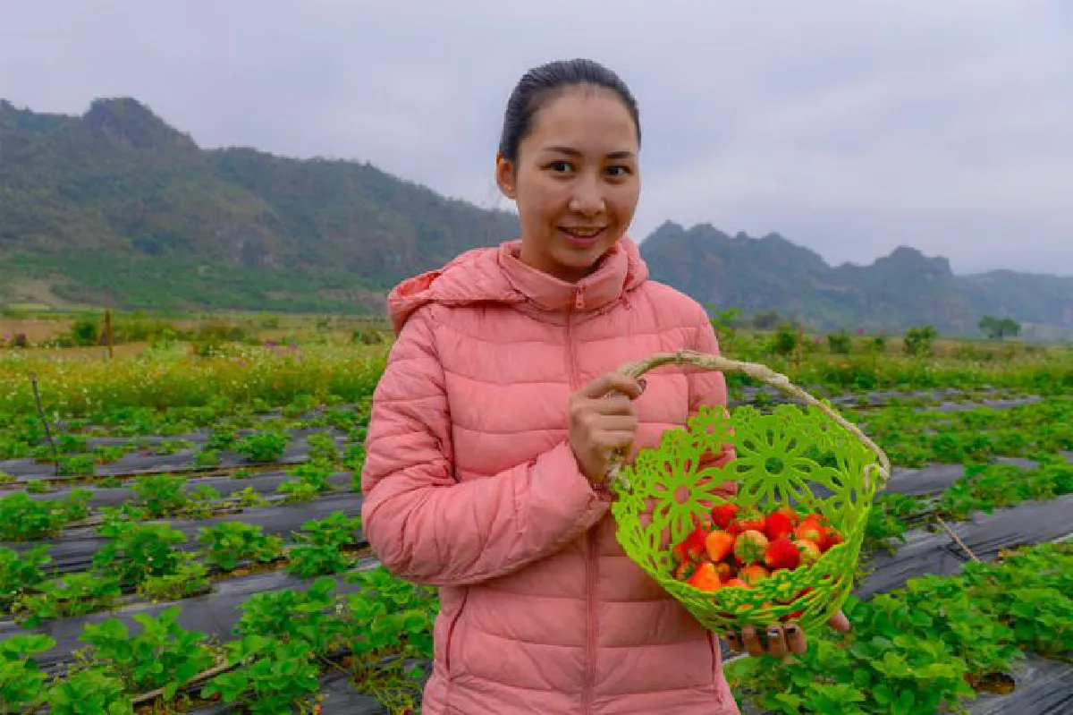 ยอมทิ้งหัวใจไว้ที่หมกโจว์ ประเทศเวียดนาม