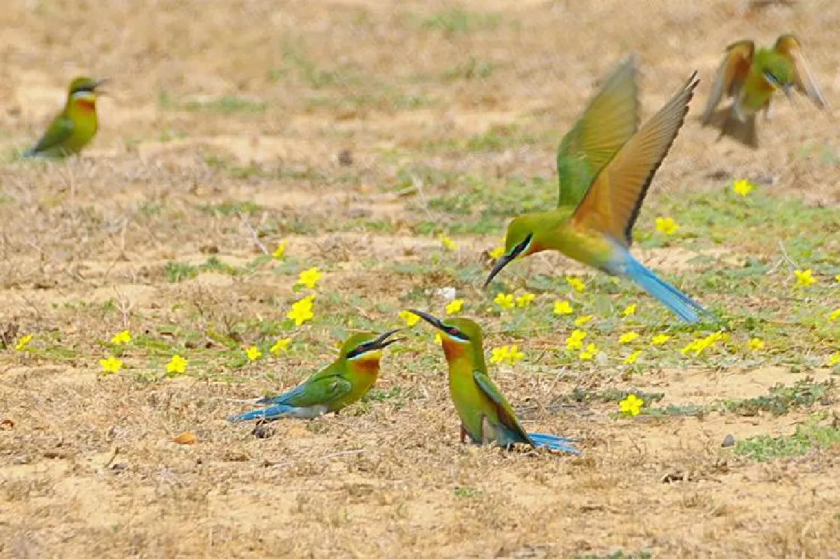 ชมธรรมชาติเพชรบุรี เมืองหลวงแห่งการดูนก