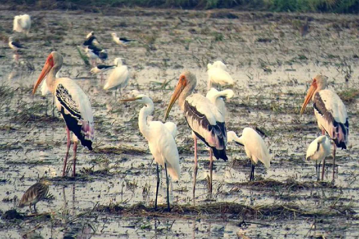 ชมธรรมชาติเพชรบุรี เมืองหลวงแห่งการดูนก