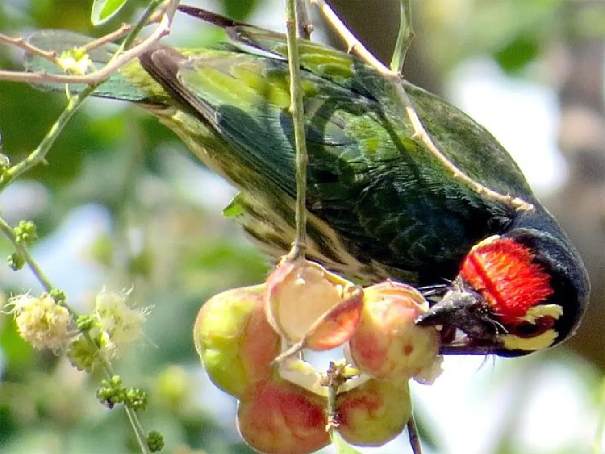 ชมธรรมชาติเพชรบุรี เมืองหลวงแห่งการดูนก