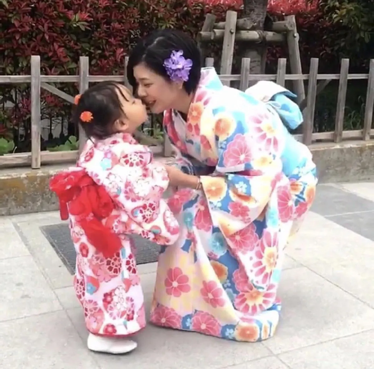 ภาพน่ารัก น้องเป่าเปา แต่งชุดกิโมโน ชมดอกซากุระบานที่ญี่ปุ่น