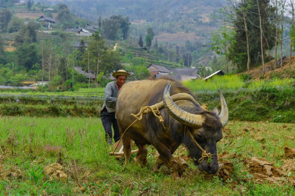 เที่ยวเมืองบัคฮา ลิตเติ้ลซาปา ตระการตาชนเผ่า