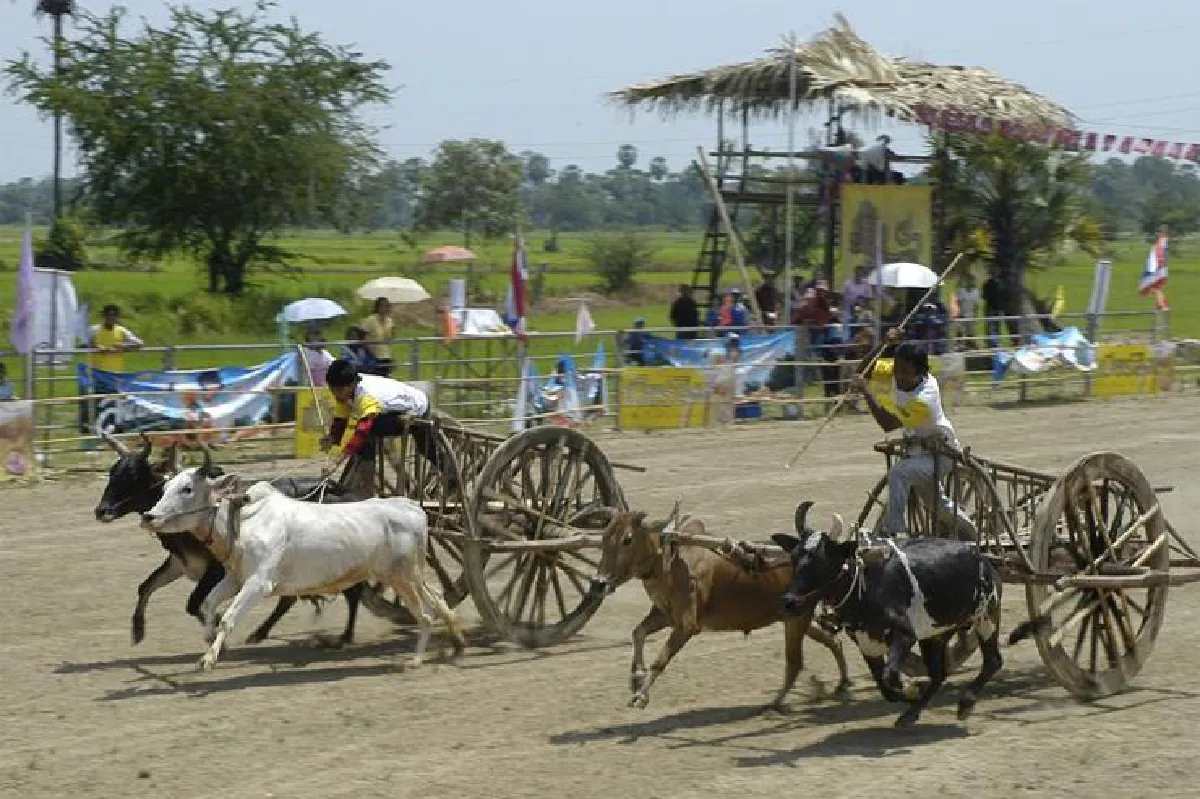 ขึ้นทะเบียน ‘แข่งวัวเทียมเกวียน’ มรดกทางวัฒนธรรมเมืองเพชร