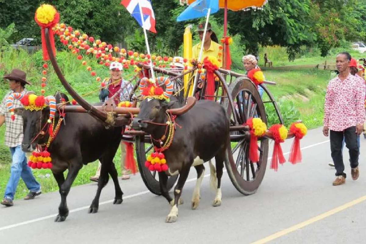 ขึ้นทะเบียน ‘แข่งวัวเทียมเกวียน’ มรดกทางวัฒนธรรมเมืองเพชร