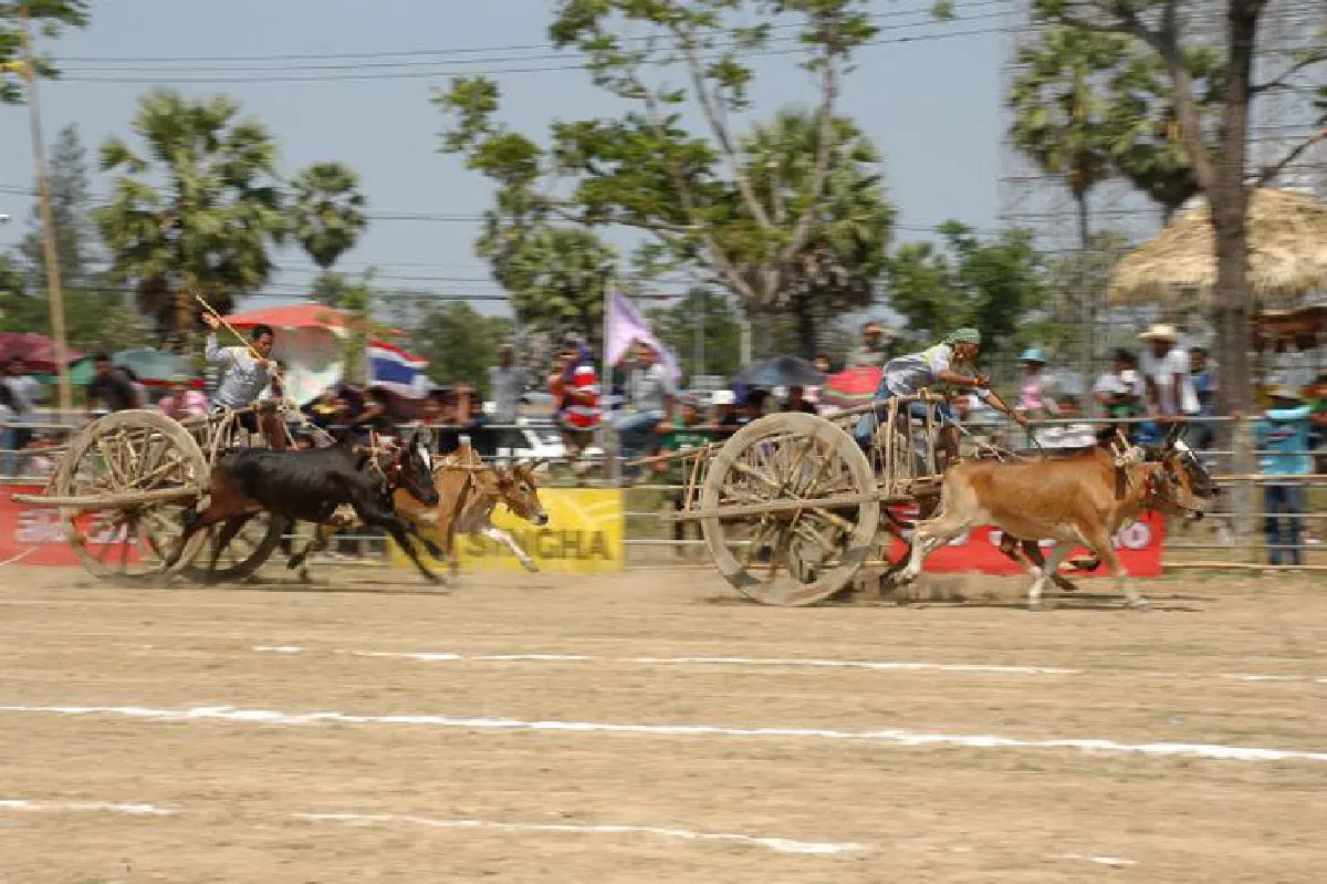 ขึ้นทะเบียน ‘แข่งวัวเทียมเกวียน’ มรดกทางวัฒนธรรมเมืองเพชร