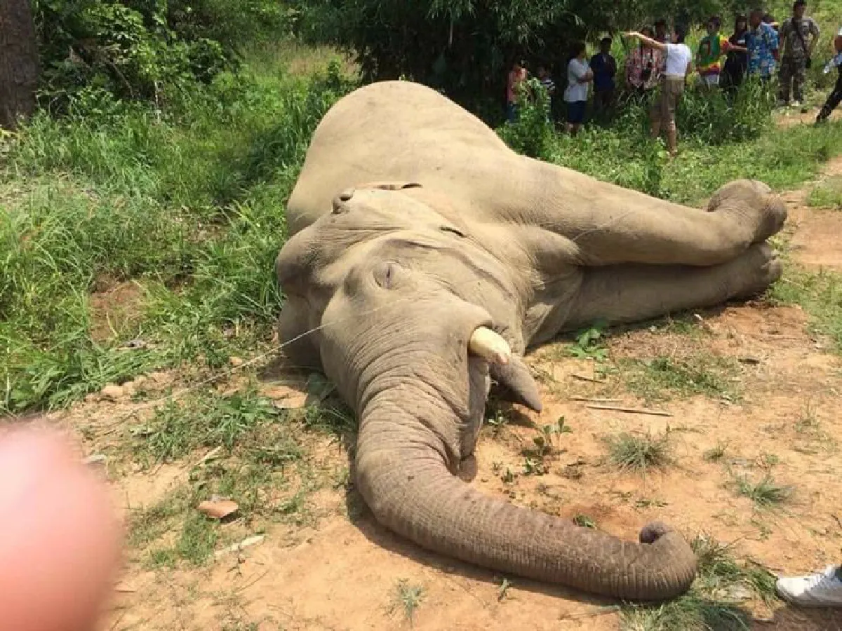 เผยคลิปช้างป่างาเดียวเขาอ่างฤาไนเดินเล่น ก่อนถูกไฟช็อตตายในไร่สับปะรด