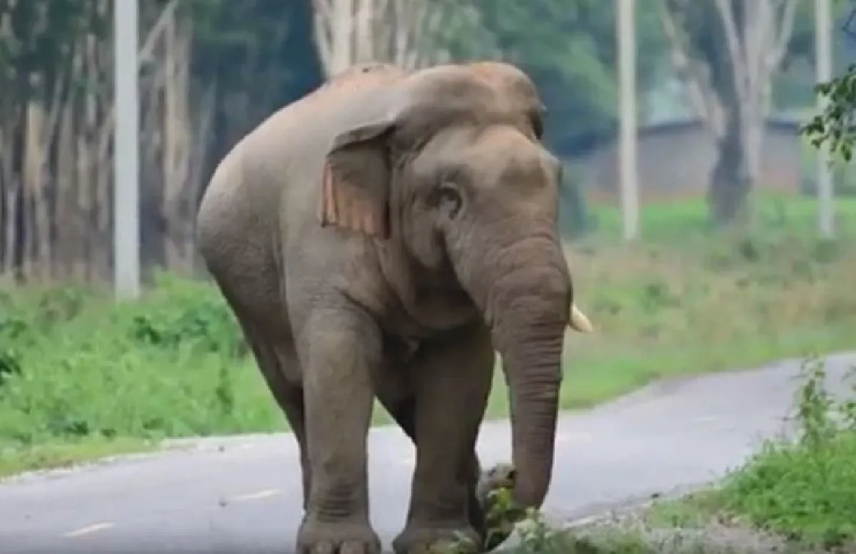 เผยคลิปช้างป่างาเดียวเขาอ่างฤาไนเดินเล่น ก่อนถูกไฟช็อตตายในไร่สับปะรด