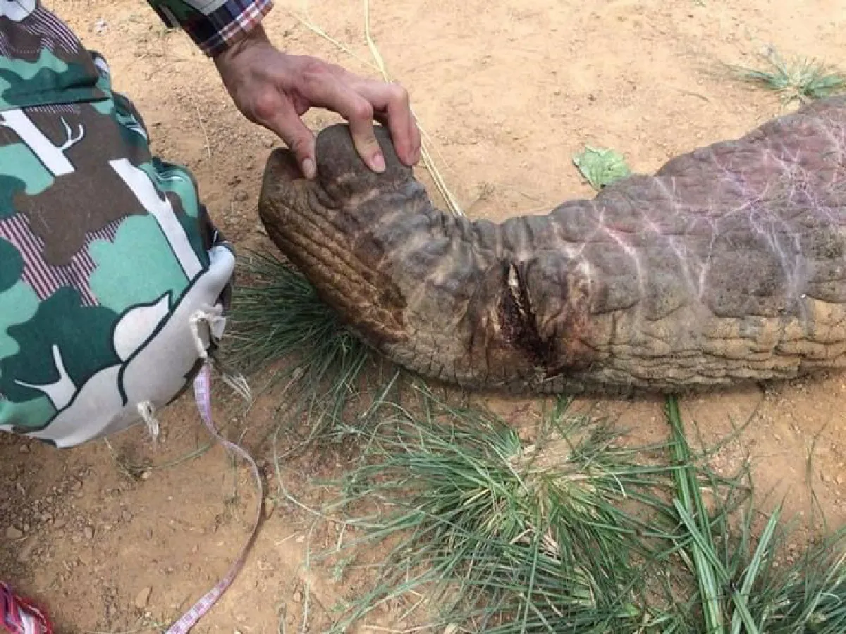 เผยคลิปช้างป่างาเดียวเขาอ่างฤาไนเดินเล่น ก่อนถูกไฟช็อตตายในไร่สับปะรด