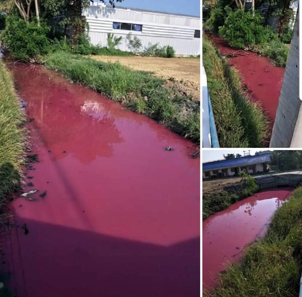 ชาวบ้านผวา! พบน้ำในคลองจ.สมุทรสาคร เป็นสีชมพู