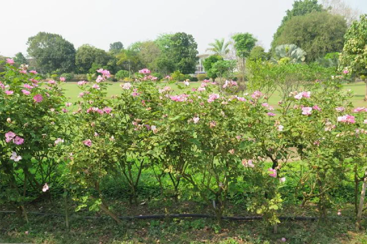 เที่ยววัดป่าดาราภิรมย์ และพิพิธภัณฑ์พระราชชายาเจ้าดารารัศมี