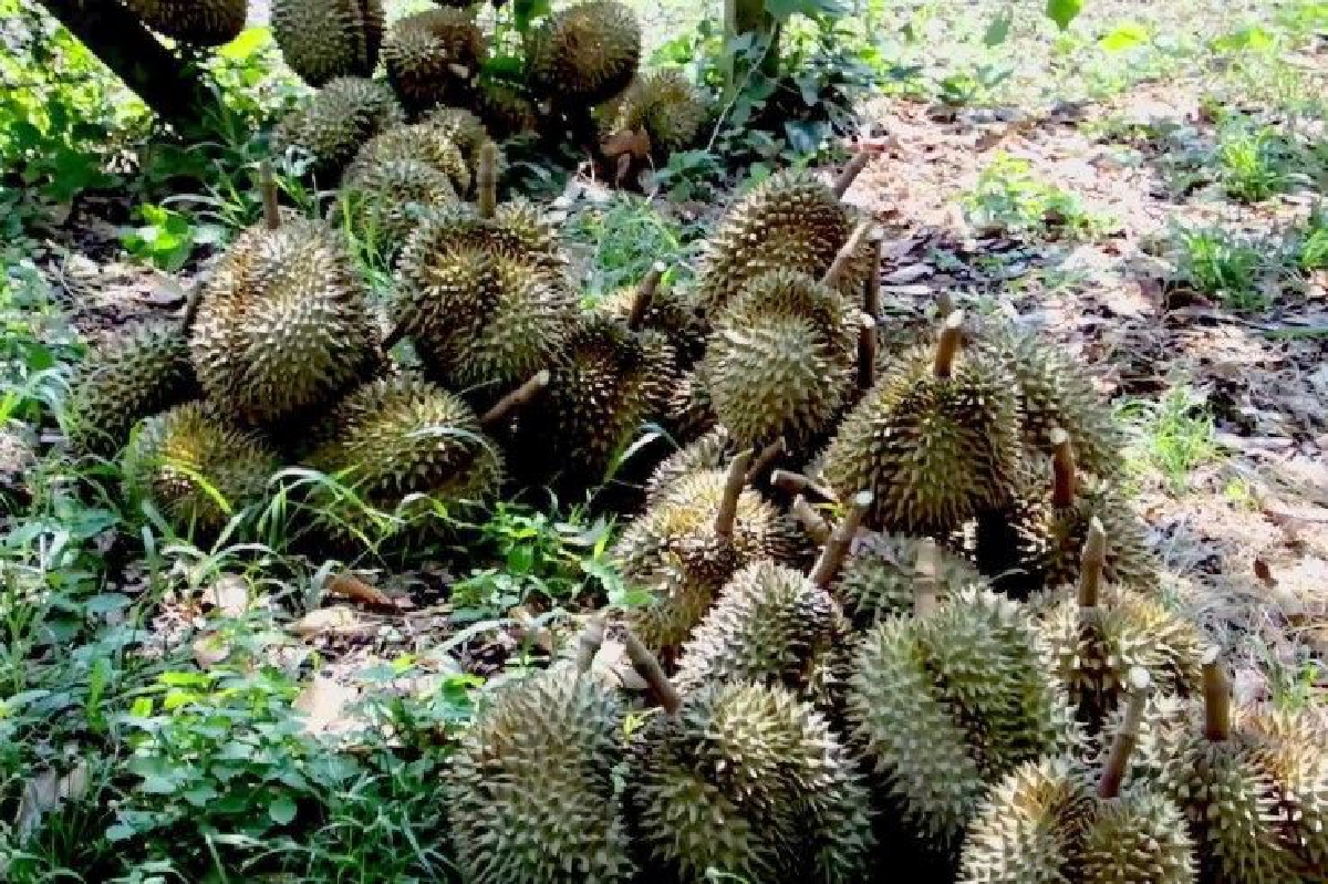 ชาวสวนจันทบุรีเดือดร้อน! เจอโจรขโมยตัดทุเรียนกว่า200ลูก ชาวสวนจันทบุรีเดือดร้อน! เจอโจรขโมยตัดทุเรียนกว่า200ลูก