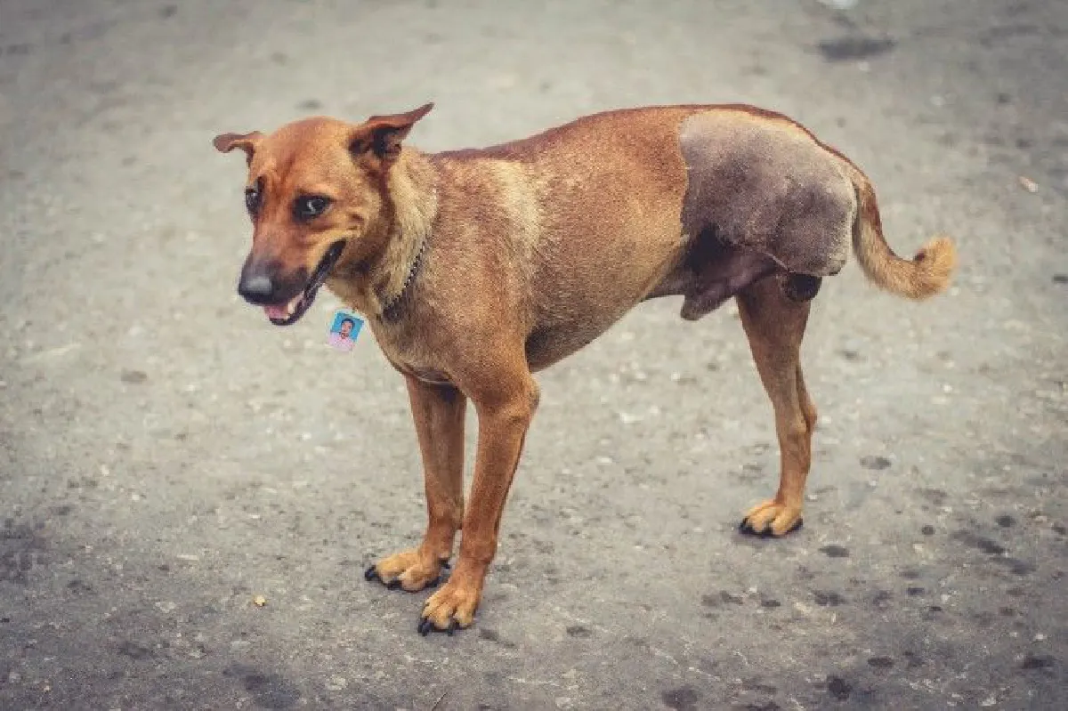 หนุ่มรับผิดชอบสังคม! คล้องรูปตนเองไว้บนคอหมาบอก "ยินดีชดใช้หากเกิดความเสียหาย"