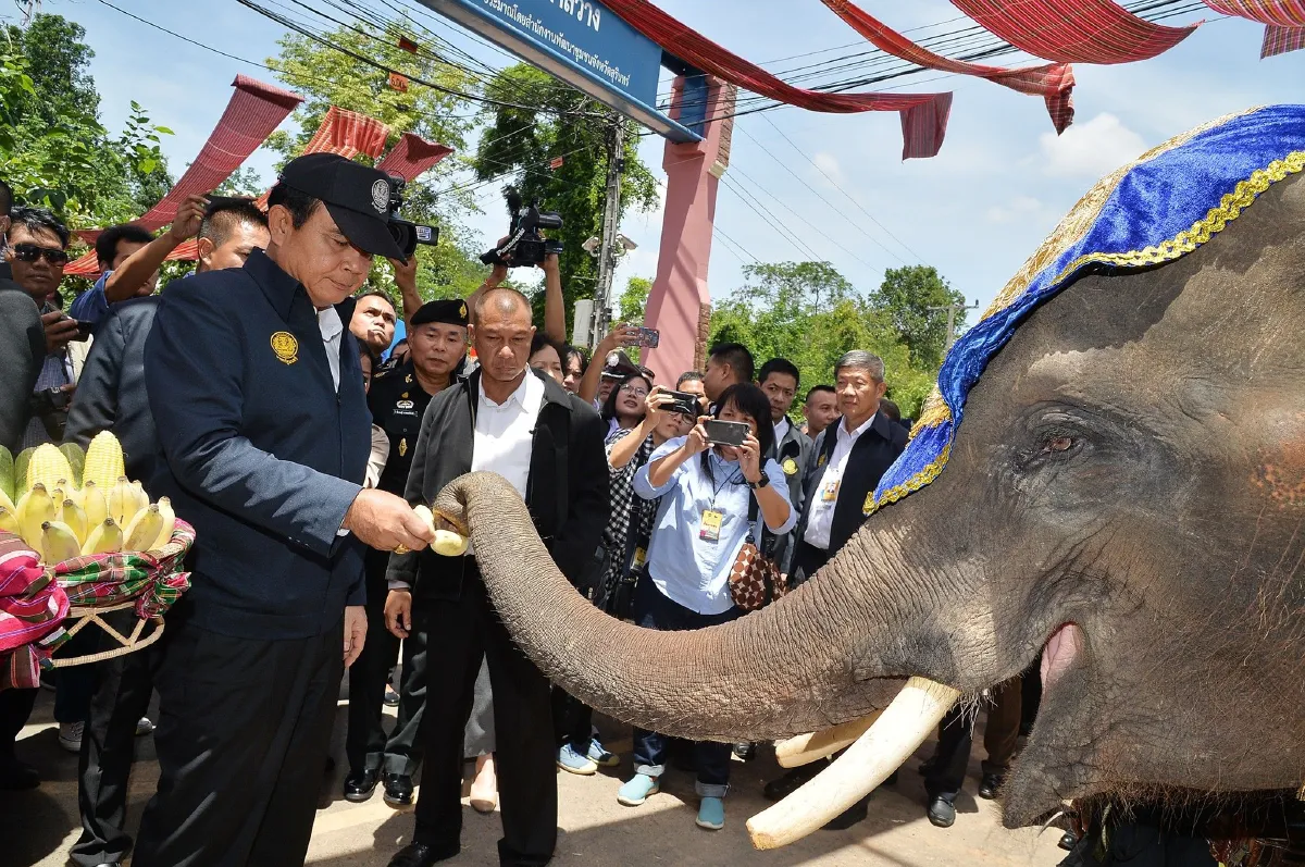 สุรินทร์จัดช้างแฝดคู่แรกของโลกต้อนรับ"นายกฯ"