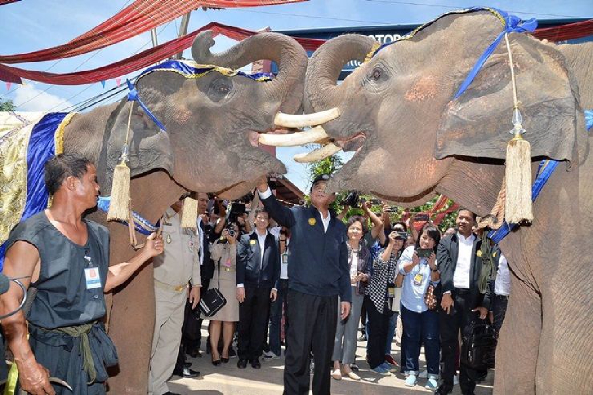 สุรินทร์จัดช้างแฝดคู่แรกของโลกต้อนรับ"นายกฯ" สุรินทร์จัดช้างแฝดคู่แรกของโลกต้อนรับ"นายกฯ"