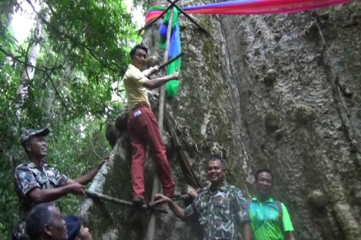 ตะลึง! พบ "ต้นสมพง ยักษ์" ขนาด 40 คนโอบกลางป่าตรัง