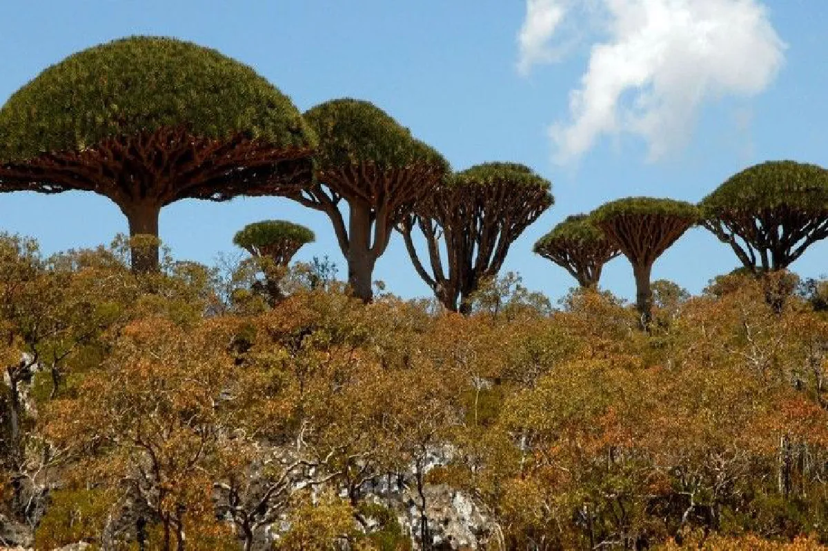 'เยเมน' โวย 'ยูเออี' เทคโอเวอร์ "เกาะแปลกสุดในโลก"