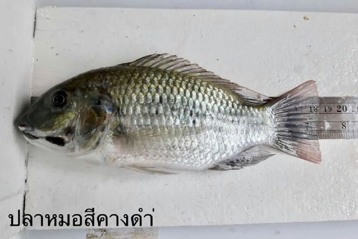 กรมประมงกำจัดสัตว์น้ำต่างถิ่นสร้างความเดือดร้อนเกษตรกร