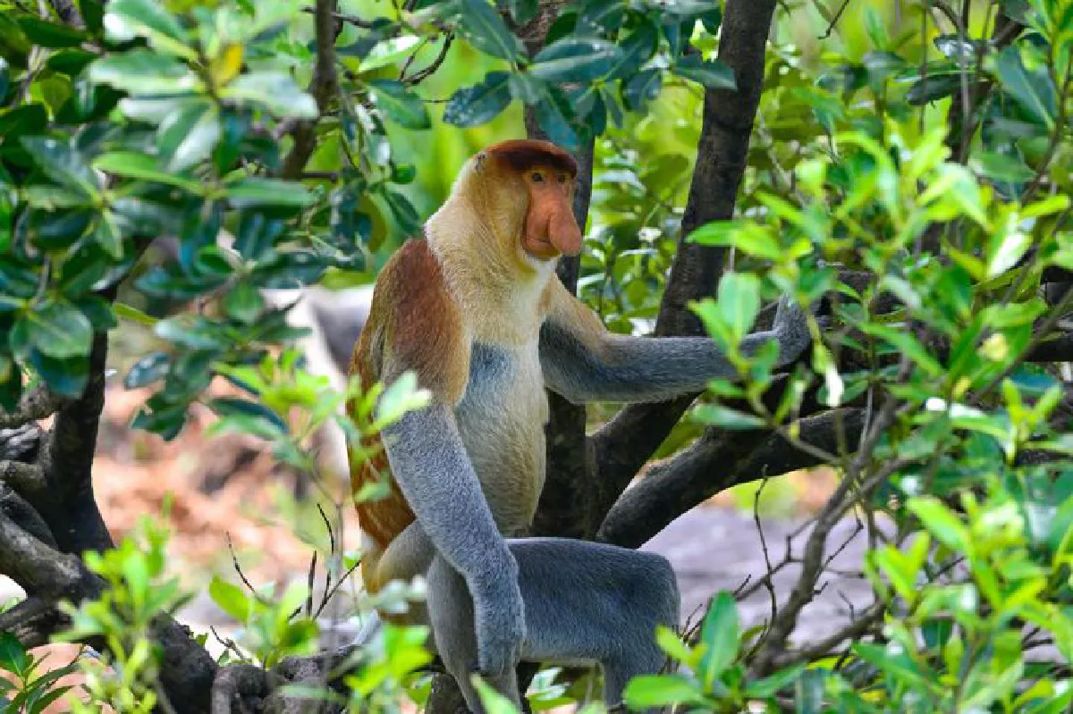 ท่องบอร์เนียวเที่ยวซันดากัน