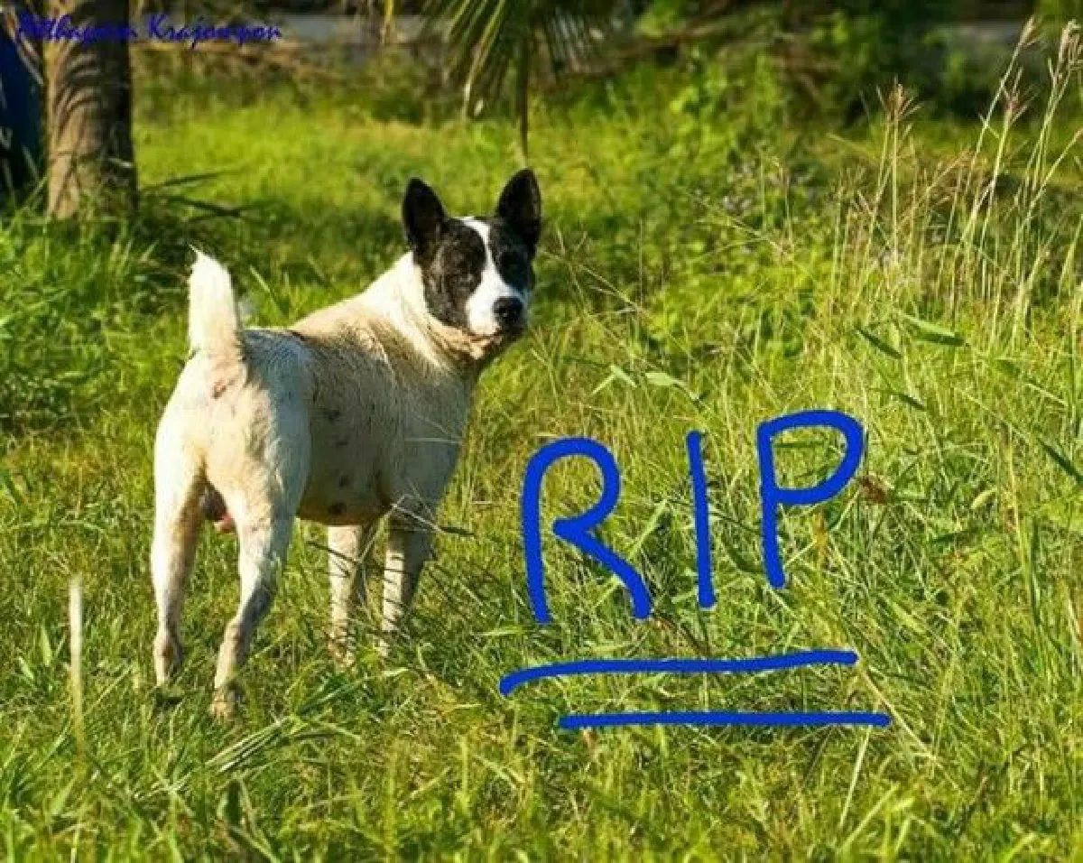 ไม่ดูแลก็ต้องโดน! แจ้งความเจ้าของหมาพิทบูลหลังกัดหมาไทยตาย-ปลุกสำนึกรับผิดชอบ