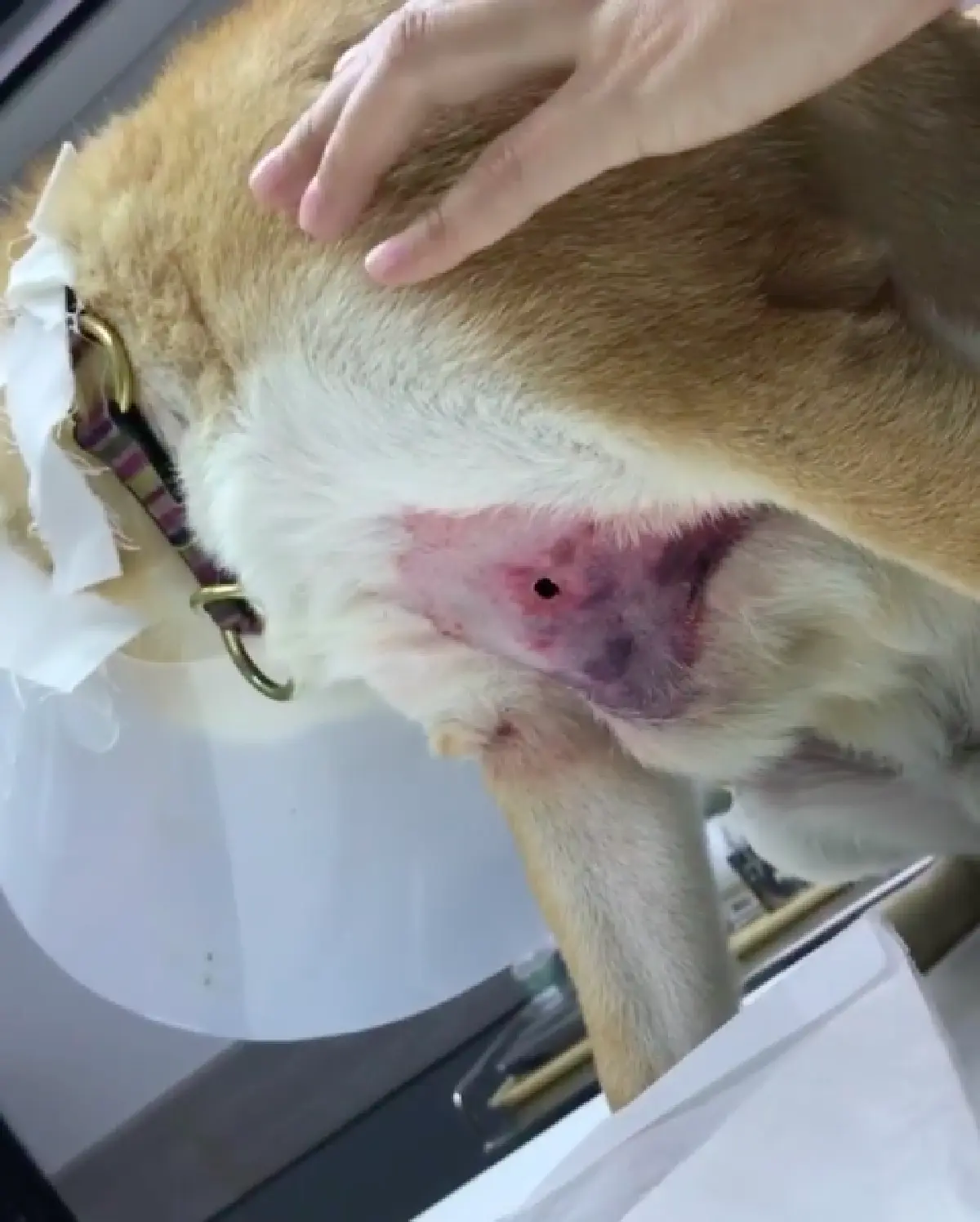 “กันต์” โกรธจัด! หลังสุนัข 2 ตัว ถูกพิทบูลเพื่อนบ้านไล่กัดจนได้รับบาดเจ็บ