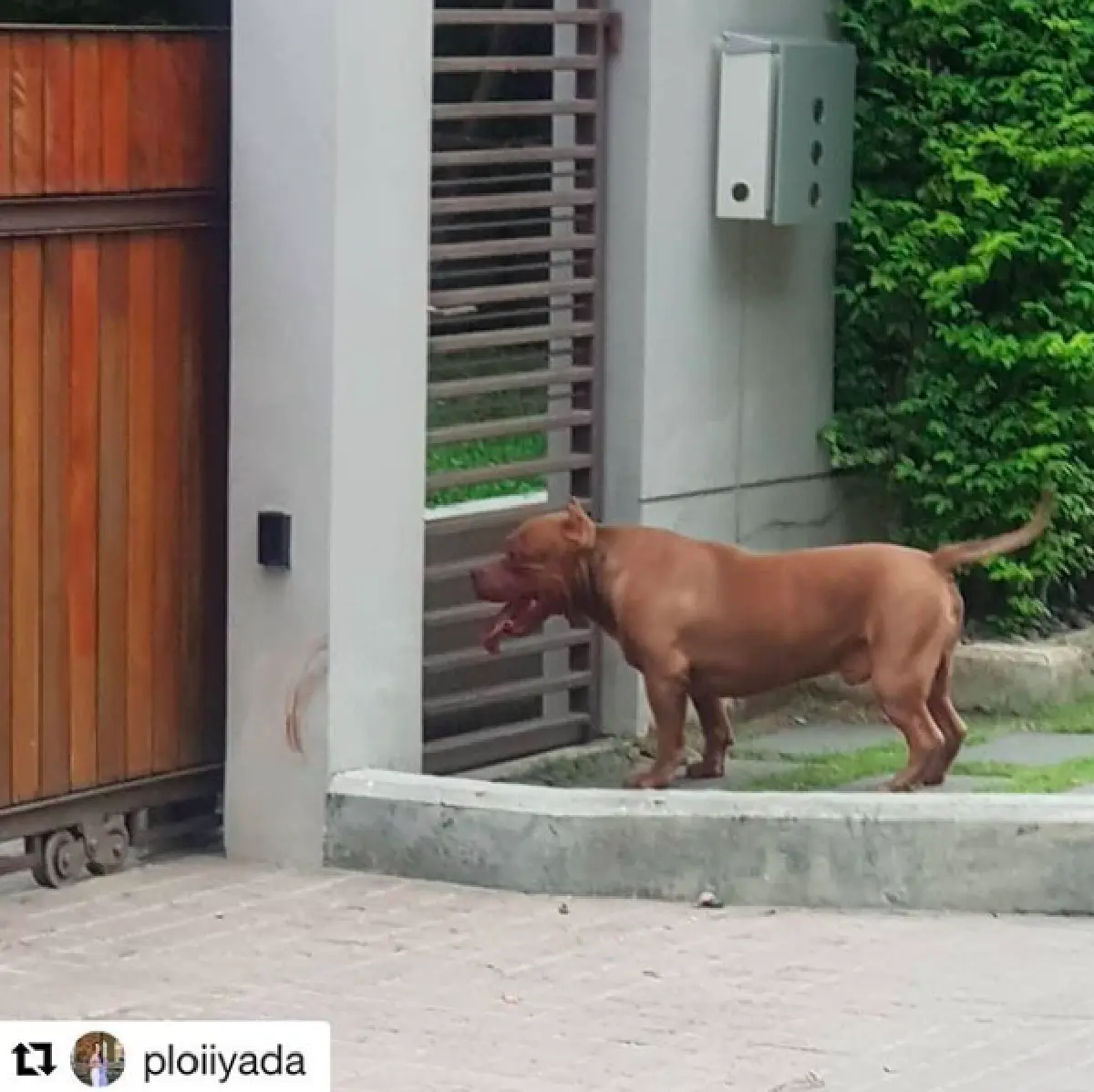 “กันต์” โกรธจัด! หลังสุนัข 2 ตัว ถูกพิทบูลเพื่อนบ้านไล่กัดจนได้รับบาดเจ็บ