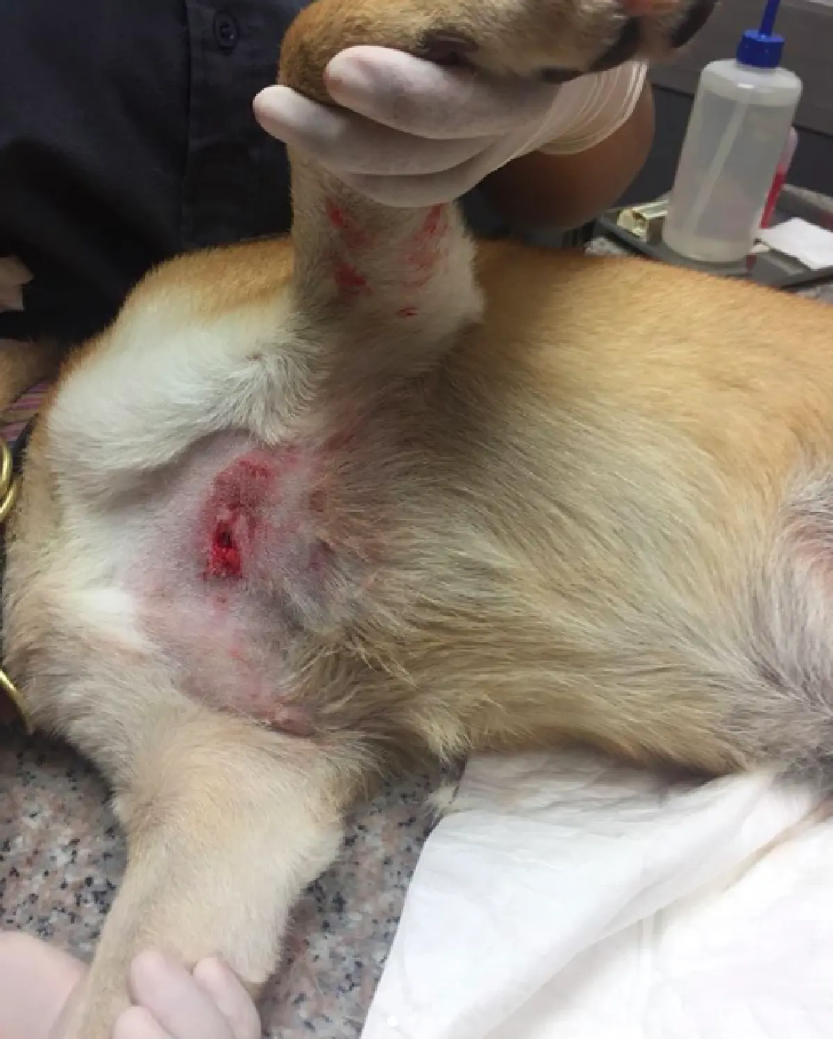 “กันต์” โกรธจัด! หลังสุนัข 2 ตัว ถูกพิทบูลเพื่อนบ้านไล่กัดจนได้รับบาดเจ็บ