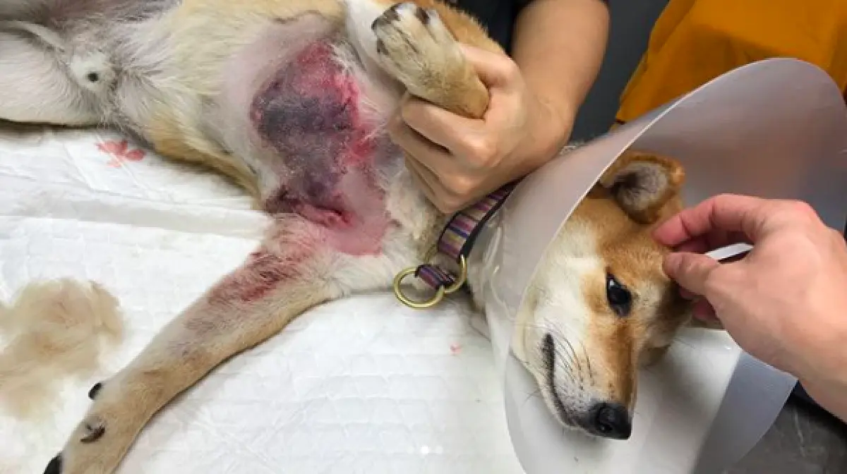 “กันต์” โกรธจัด! หลังสุนัข 2 ตัว ถูกพิทบูลเพื่อนบ้านไล่กัดจนได้รับบาดเจ็บ