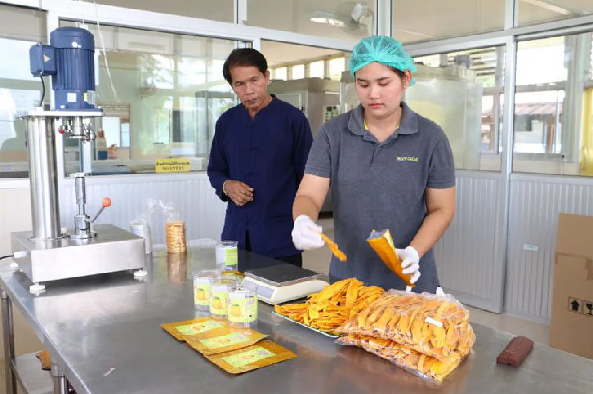 พลิกวิกฤตมะม่วงล้นตลาด แปรรูปอบแห้งสร้างมูลค่าเพิ่ม