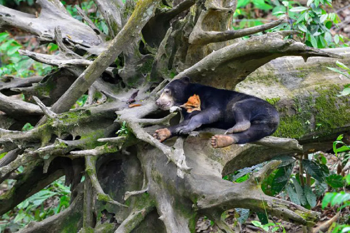 ซาบาห์เที่ยวเพลินจริงๆ เที่ยวดูลิงเที่ยวดูหมี