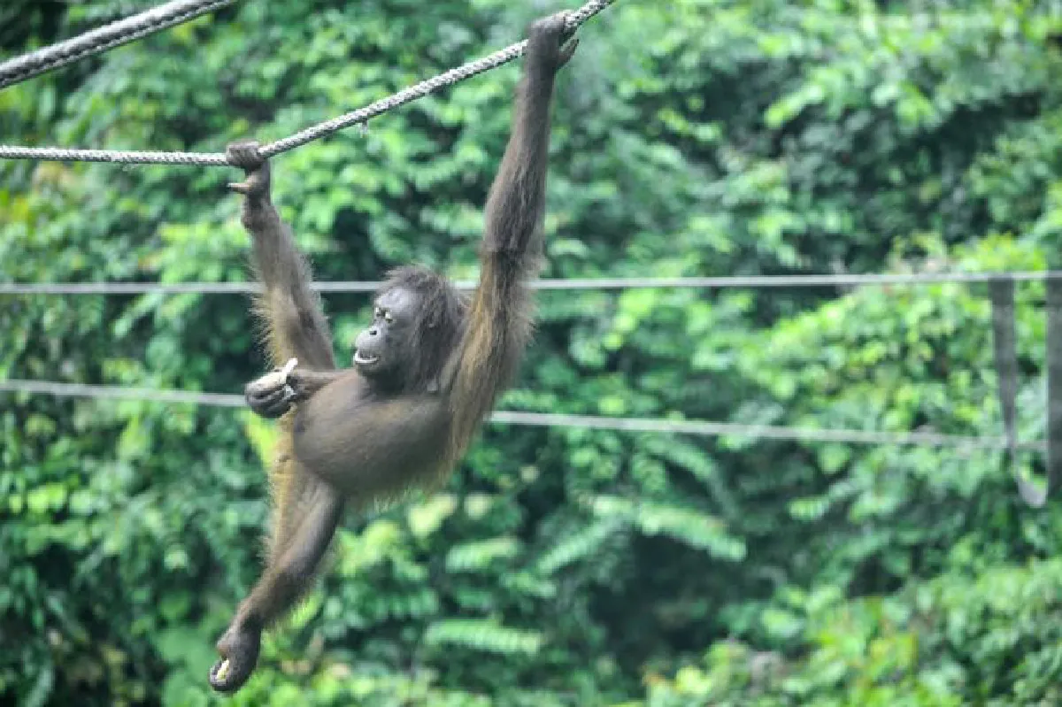 ซาบาห์เที่ยวเพลินจริงๆ เที่ยวดูลิงเที่ยวดูหมี