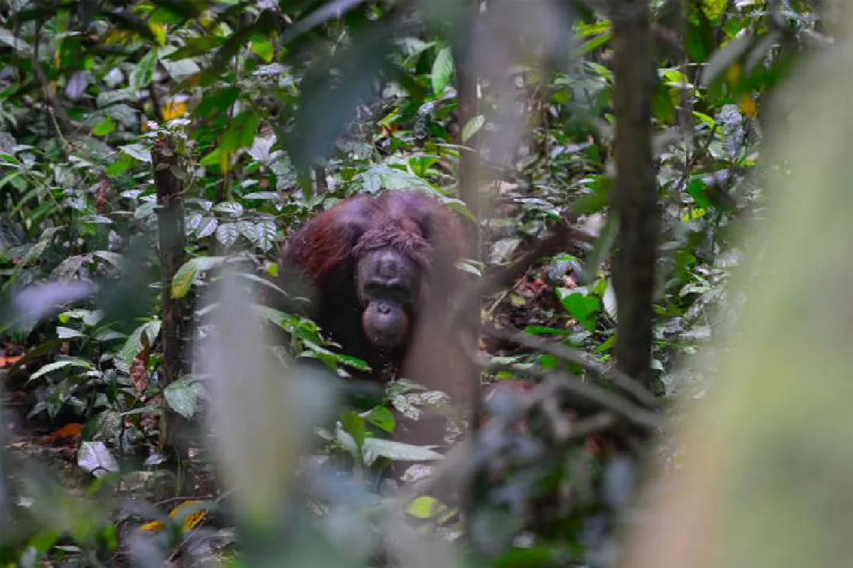 ซาบาห์เที่ยวเพลินจริงๆ เที่ยวดูลิงเที่ยวดูหมี