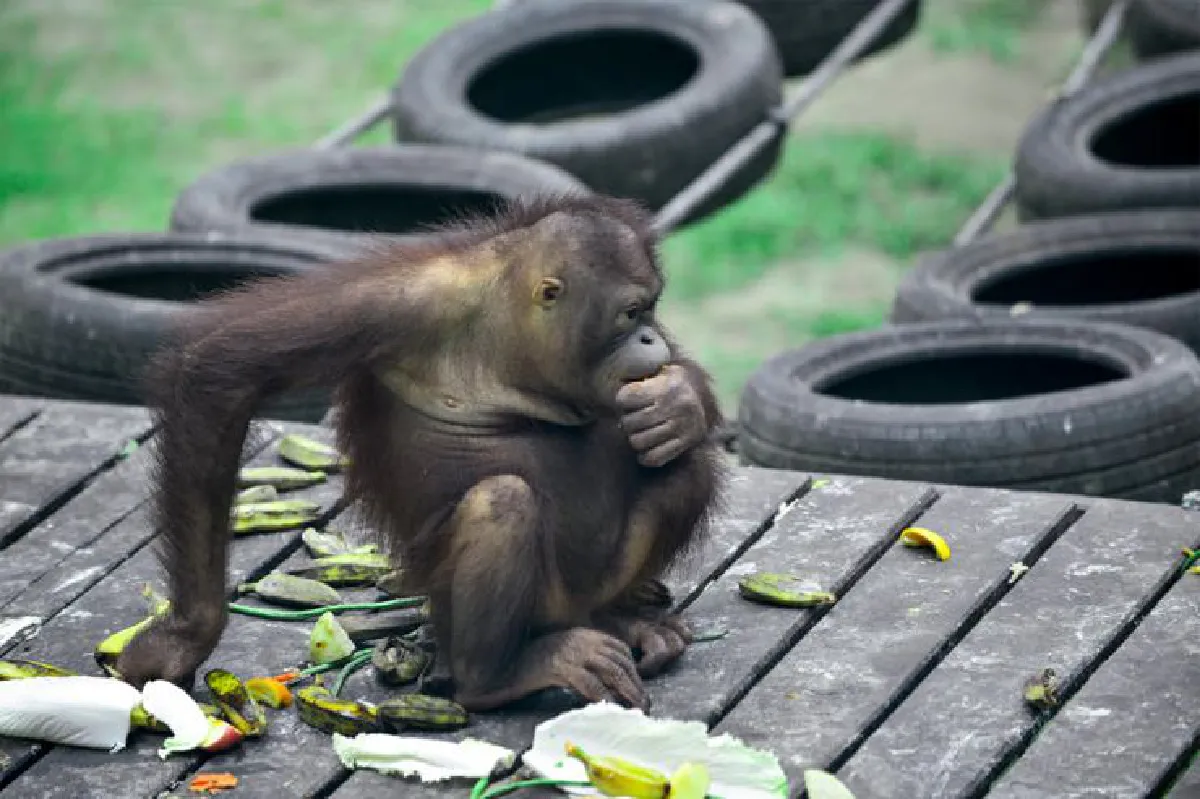 ซาบาห์เที่ยวเพลินจริงๆ เที่ยวดูลิงเที่ยวดูหมี