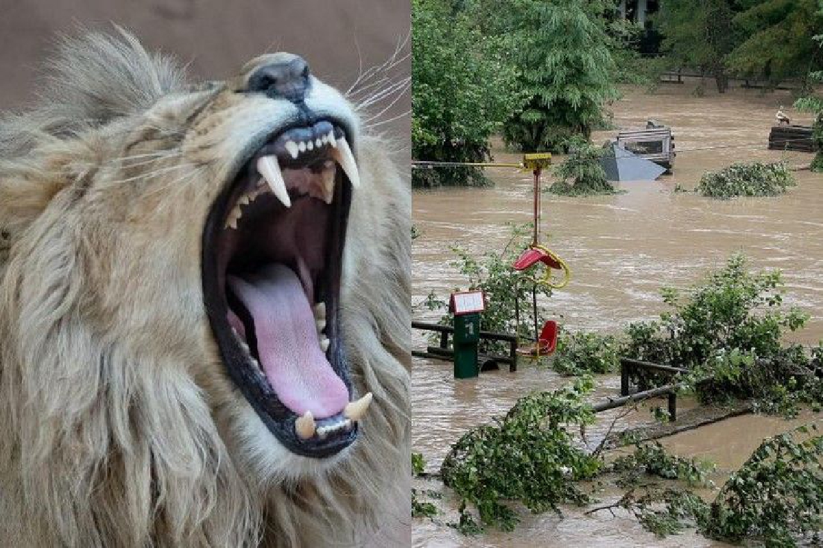 เยอรมนีผวา! เสือ-สิงโตหลุดจากสวนสัตว์ เยอรมนีผวา! เสือ-สิงโตหลุดจากสวนสัตว์