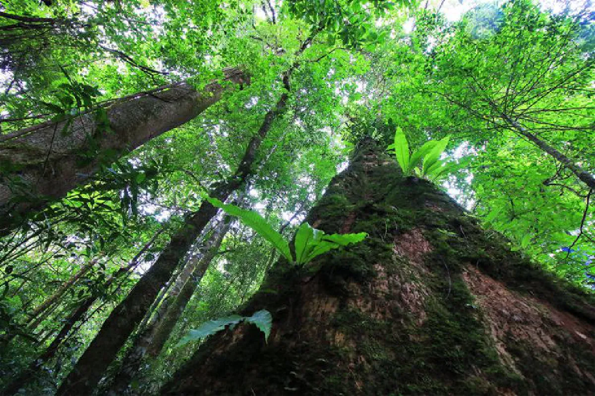 แรงบันดาลใจในสายฝน ‘นายสองสามก้าว’