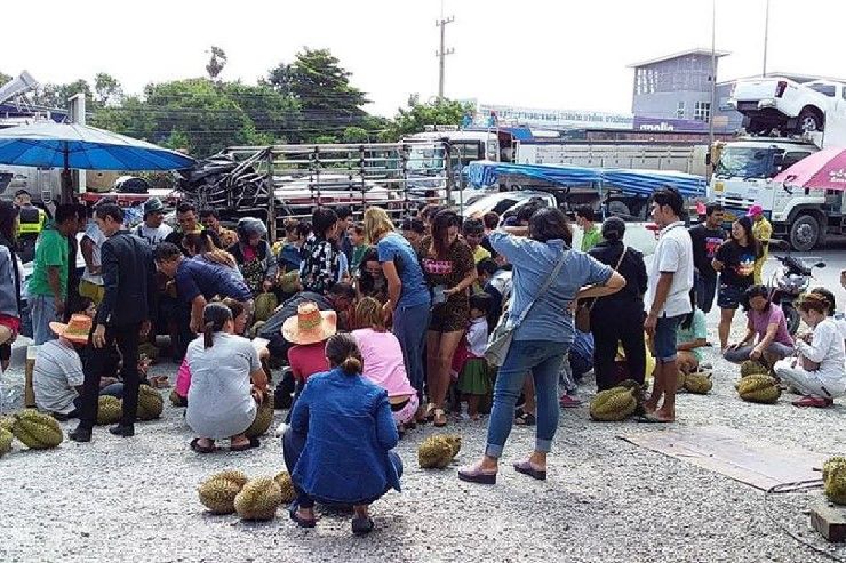 กระบะขนทุเรียนเพลาขาดส่งล้งไม่ทัน เปิดขายให้ชาวบ้านริมถนนโลละ75 กระบะขนทุเรียนเพลาขาดส่งล้งไม่ทัน เปิดขายให้ชาวบ้านริมถนนโลละ75