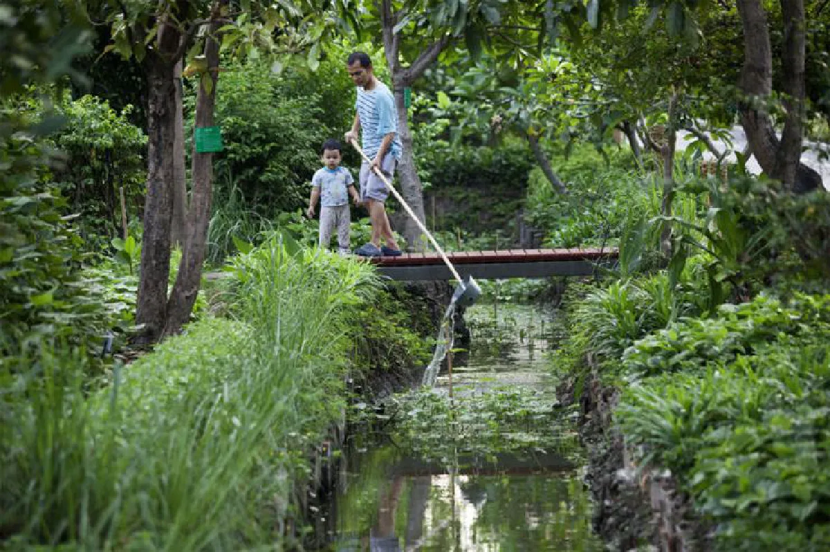 ปอดเมือง ป่าไม้มหานคร