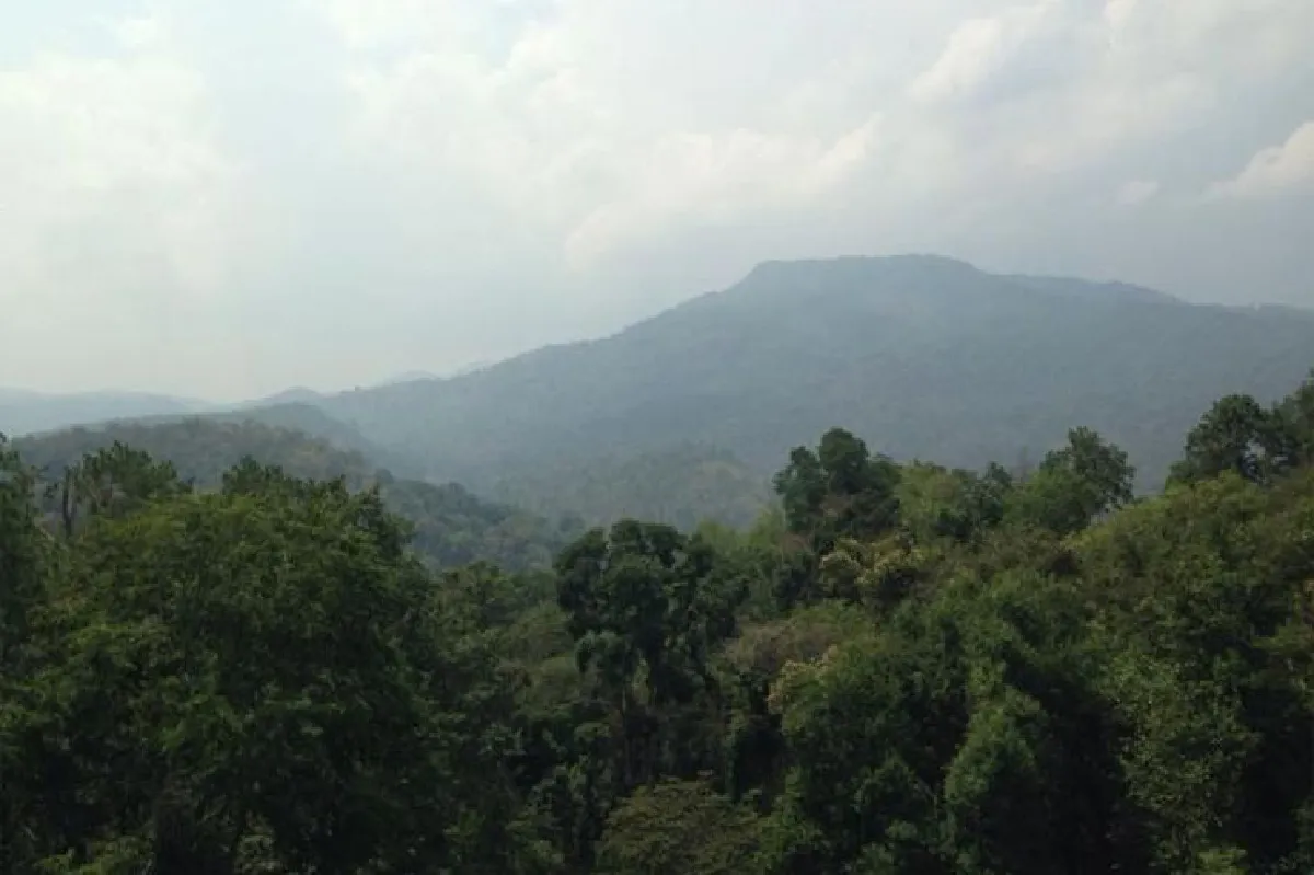 คาโนปี วอล์กเวย์ เดินย่องท่องป่าเหนือ