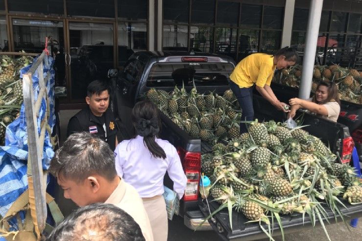 แจงสินค้าเกษตร5เดือนแรกราคาพุ่ง เชื่อสับปะรดครึ่งปีหลังราคากระเตื้อง แจงสินค้าเกษตร5เดือนแรกราคาพุ่ง เชื่อสับปะรดครึ่งปีหลังราคากระเตื้อง