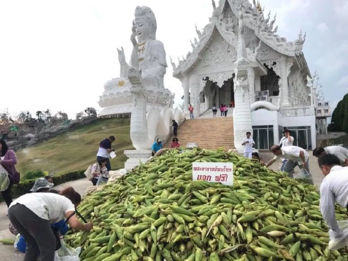 สับปะรดราคาตก! พระเมืองเชียงรายช่วยชาวไร่เหมาแจกญาติโยม