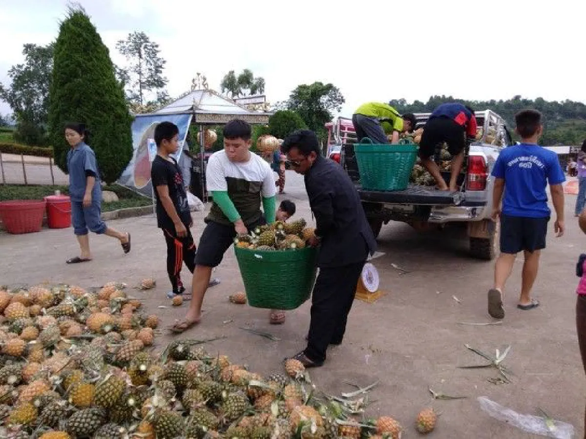 สับปะรดราคาตก! พระเมืองเชียงรายช่วยชาวไร่เหมาแจกญาติโยม