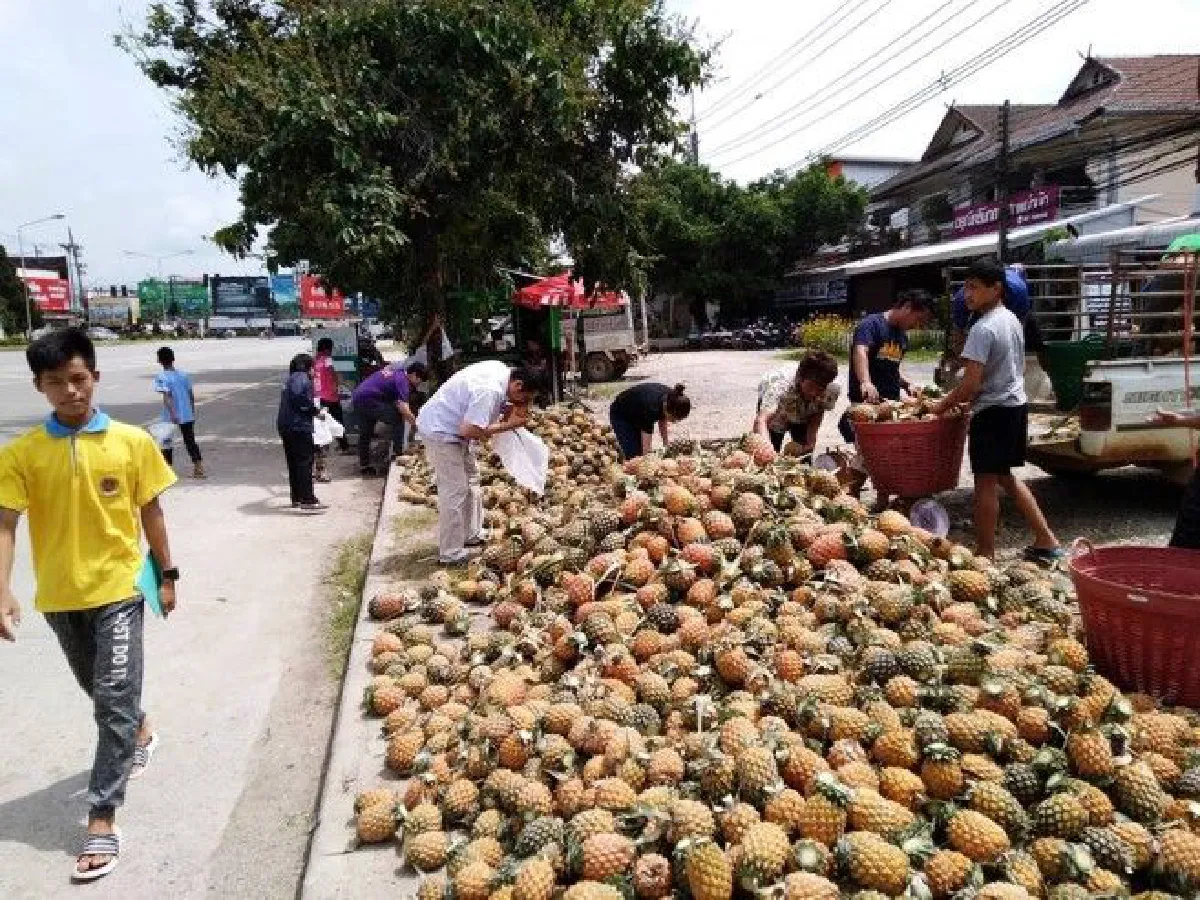 สับปะรดราคาตก! พระเมืองเชียงรายช่วยชาวไร่เหมาแจกญาติโยม