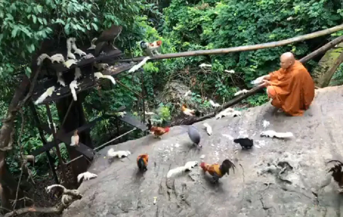 สงบและสวยงาม! วิถีธรรมชาติภายใน "วัดป่าภูผาสูง" ที่โคราช