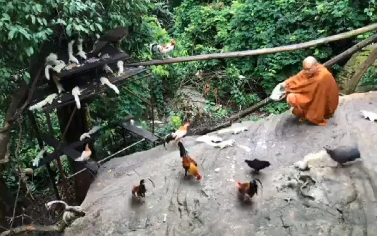 สงบและสวยงาม! วิถีธรรมชาติภายใน "วัดป่าภูผาสูง" ที่โคราช