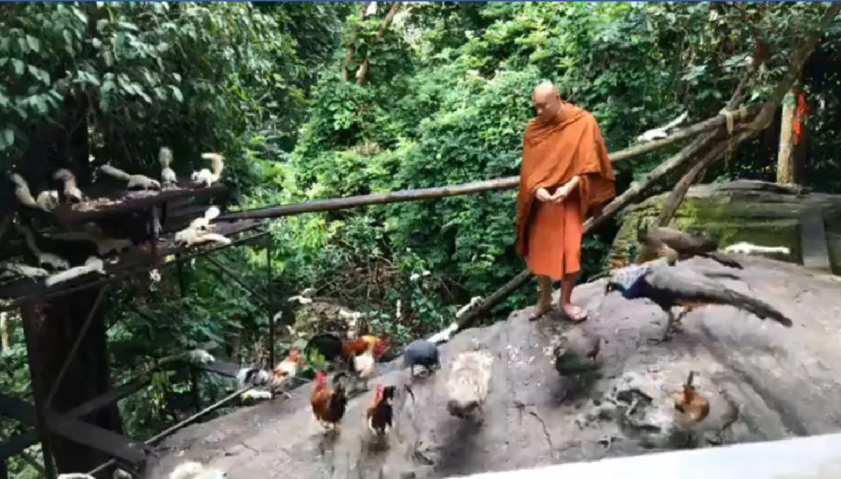 สงบและสวยงาม! วิถีธรรมชาติภายใน "วัดป่าภูผาสูง" ที่โคราช