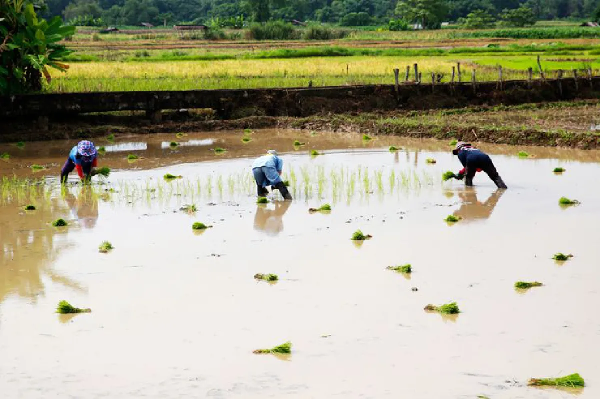 ใจกลางความสุข เขียวชอุ่มกลางภู ‘เชียงกลาง’