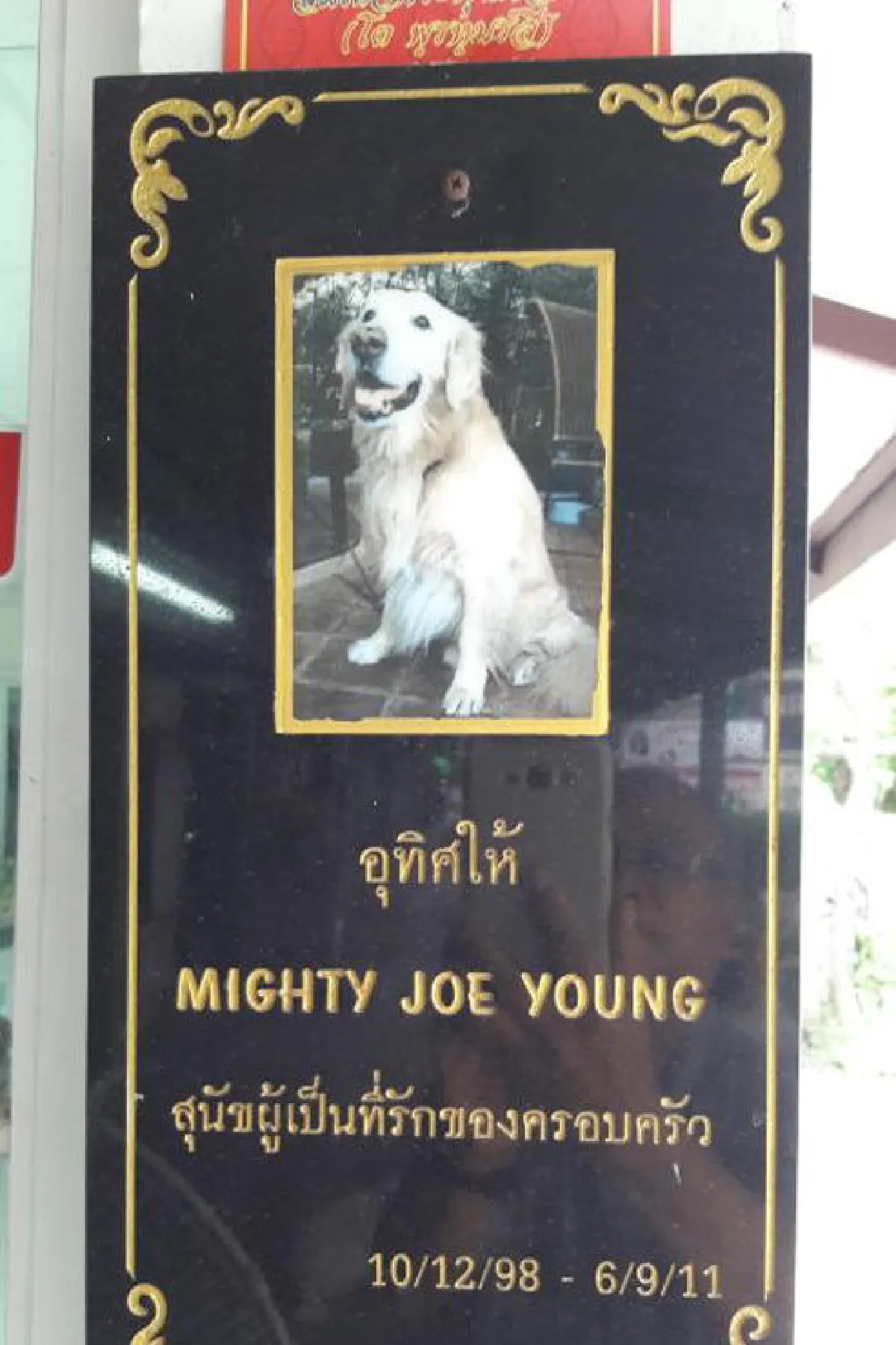 คนแห่เผาสุนัขตาย ที่วัดคลองเตยในวันละ 10-20 ตัว