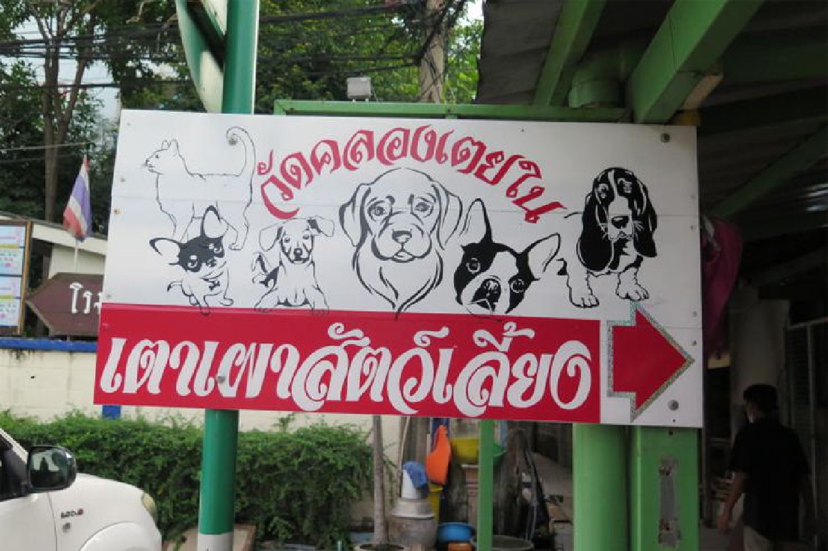 คนแห่เผาสุนัขตาย ที่วัดคลองเตยในวันละ 10-20 ตัว คนแห่เผาสุนัขตาย ที่วัดคลองเตยในวันละ 10-20 ตัว