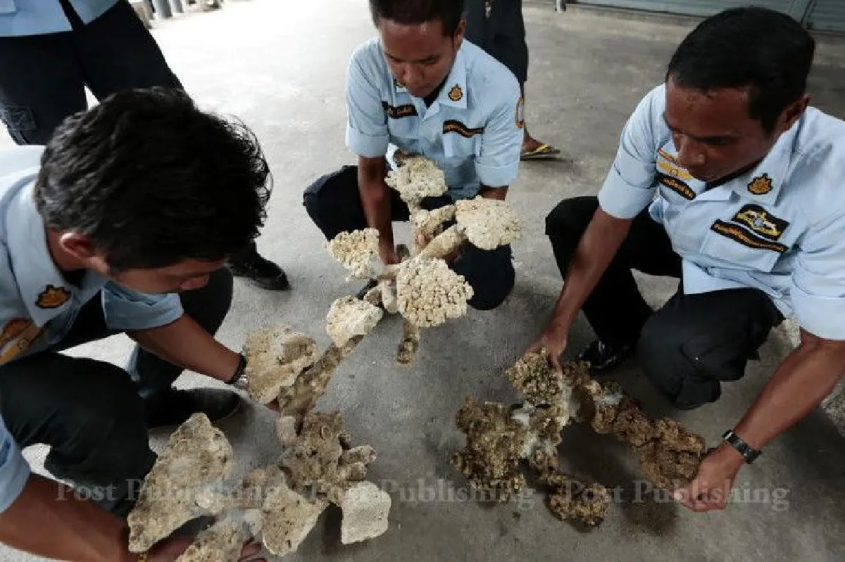 กรมอุทยานฯจับร้านลอบขาย"ปะการัง"ย่านจตุจักร