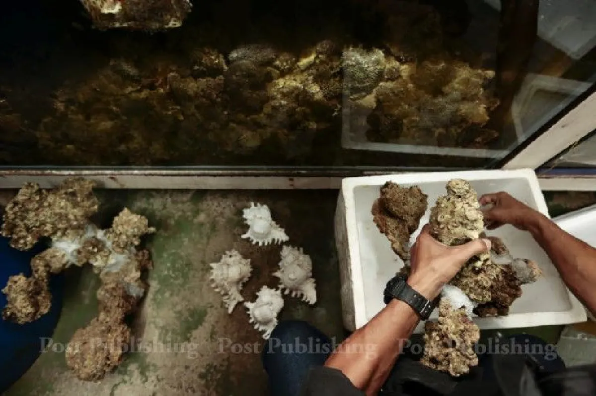 กรมอุทยานฯจับร้านลอบขาย"ปะการัง"ย่านจตุจักร