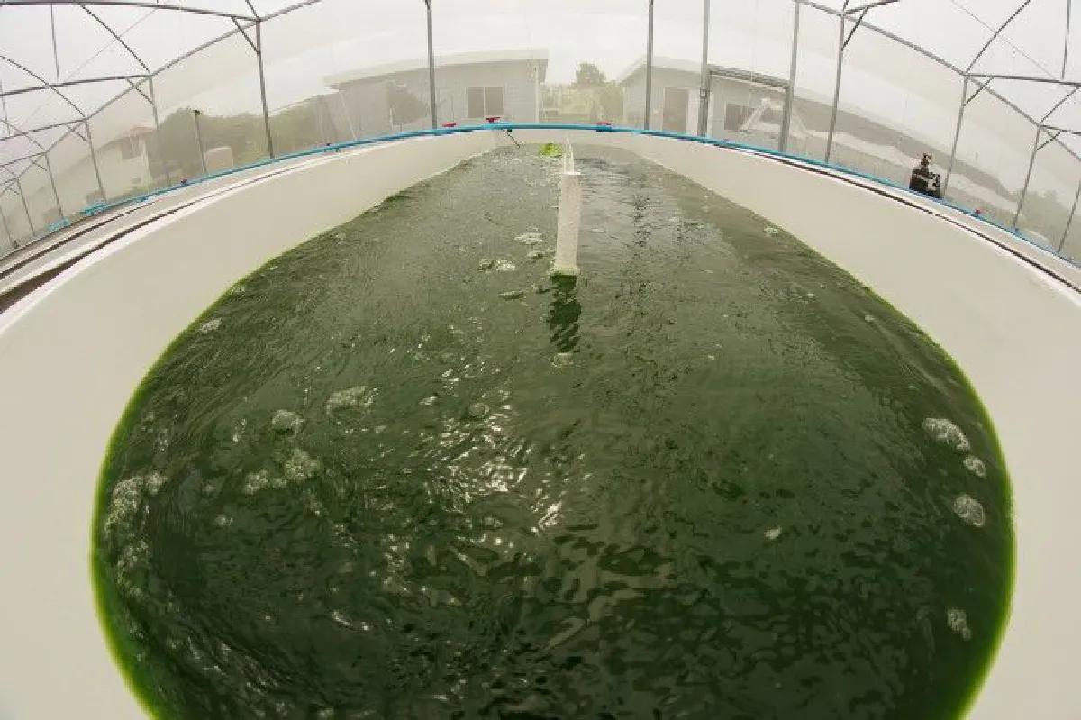 "Algaeba"สร้าง AgTech เพื่อการทำฟาร์มประมง-อุตสาหกรรมสัตว์น้ำ